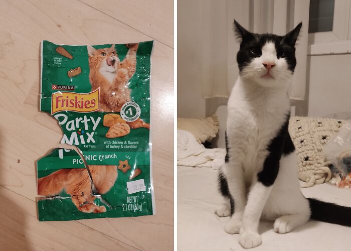 Black and white cat sitting on a couch next to a torn Friskies Party Mix cat treats package, showing mischief and cuteness.