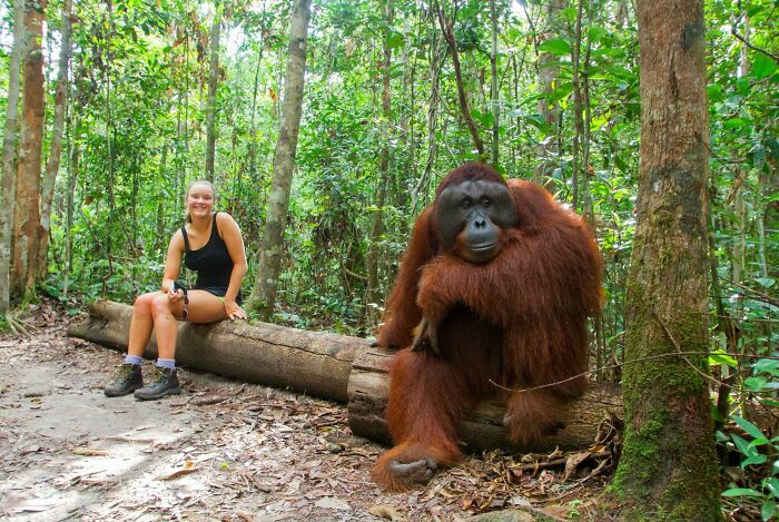 Woman sitting on a log in the forest next to a large orangutan, showing human for scale in a natural setting.