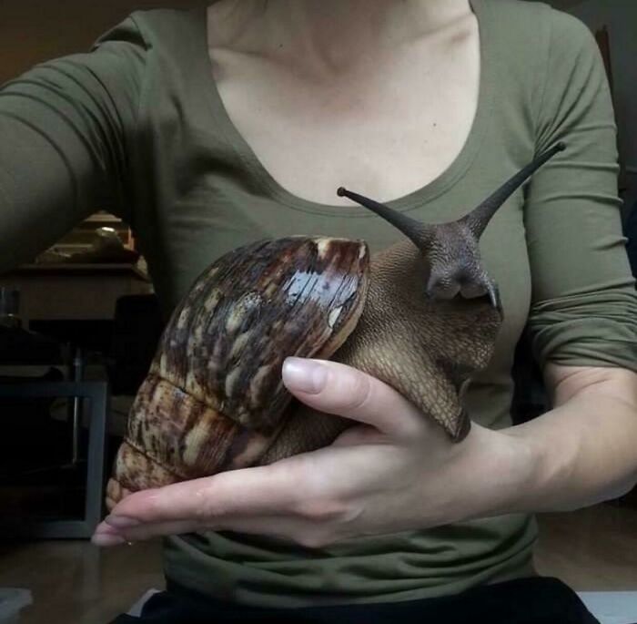 Person holding a giant snail, demonstrating human for scale to show the unusual size comparison of the snail.