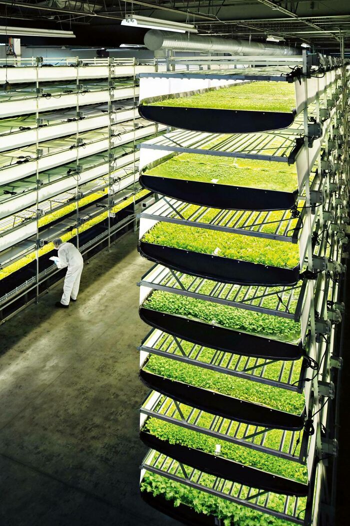 Person in protective suit inspecting large vertical indoor farm with multiple tiers of green plants for human for scale.