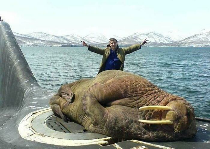 Man posing with a giant walrus on a submarine deck, demonstrating human for scale and unusual size comparison.
