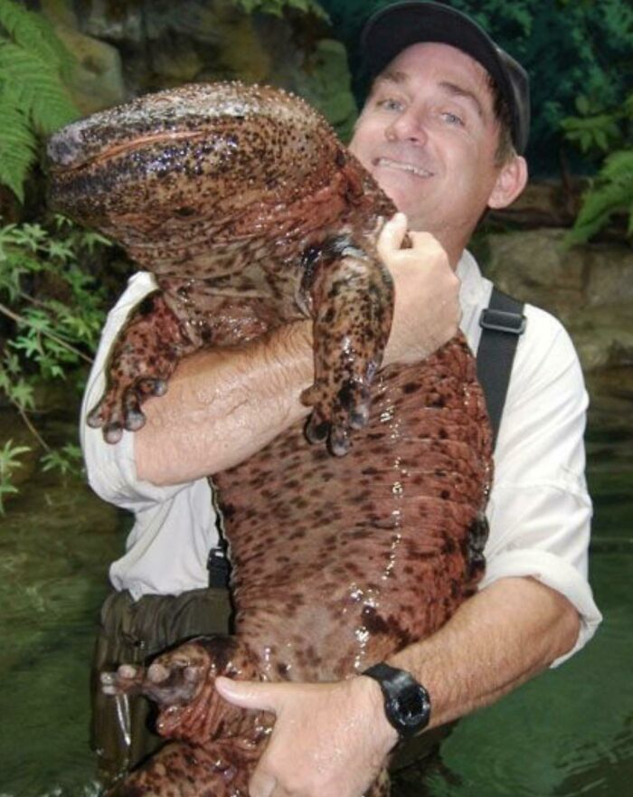 Man holding a giant amphibian to show human for scale with water and greenery in the background.
