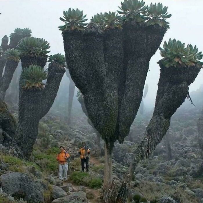Two hikers standing next to giant strange plants in foggy terrain showing human for scale in nature.