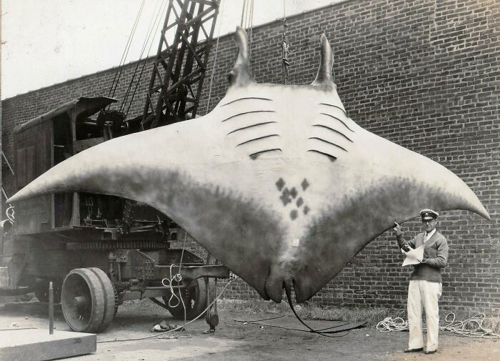 Huge manta ray suspended by crane with a human for scale, highlighting the unusual size in a black and white vintage photo.