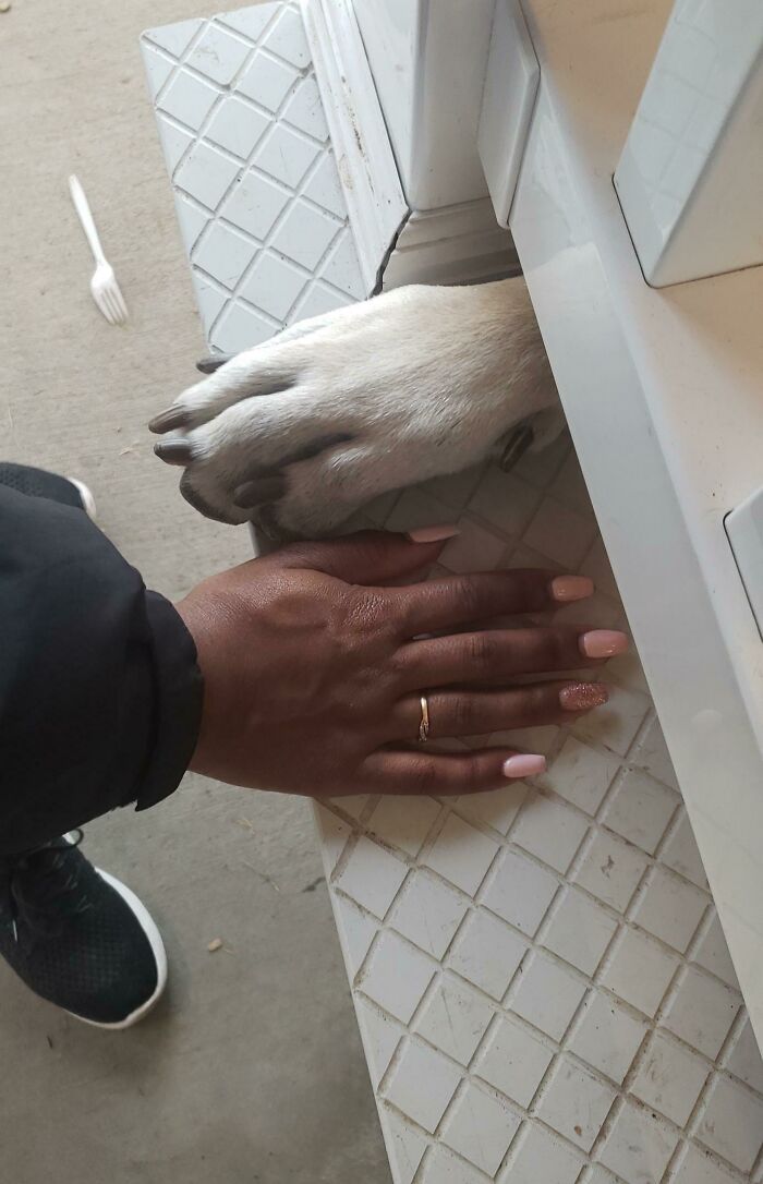 Human for scale showing a large dog paw next to a person’s hand on a textured white surface outdoors.