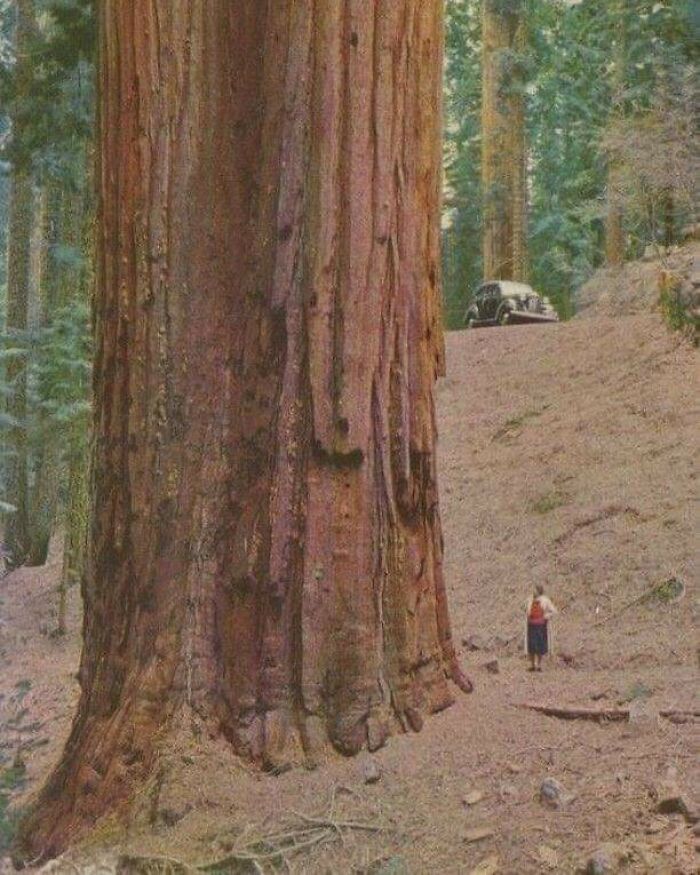Giant tree trunk towering over a person for scale with a vintage car in a forest setting showing unusual size comparison.