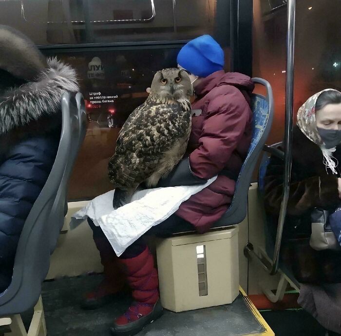 Large owl perched on a person’s lap inside a bus, showing unusual scale with human for scale perspective.