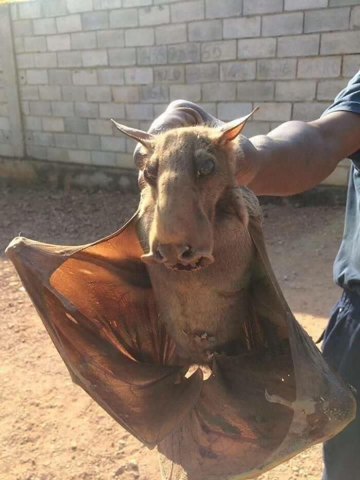 A large bat held by a person showing human for scale with visible wings and animal features.