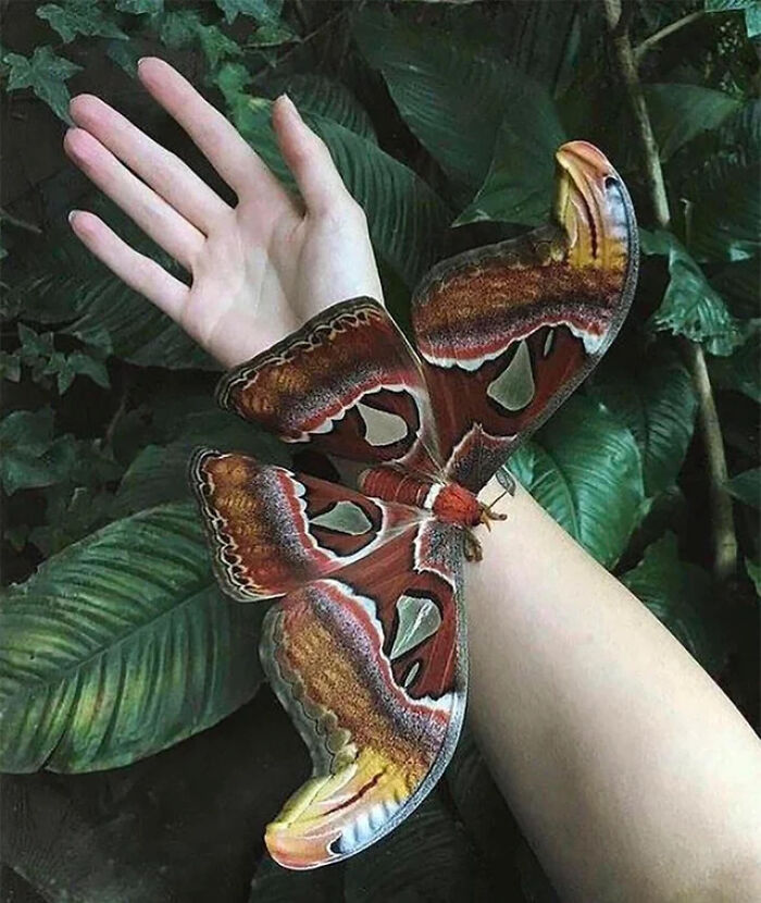 Giant colorful moth resting on a pale forearm, demonstrating human for scale against lush green leaves in the background.