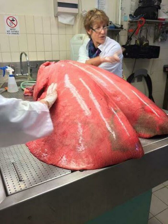 Lab workers handling an enormous set of animal lungs showcasing human for scale in a clinical setting.
