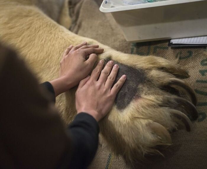 Person placing hands on huge animal paw for scale, showing surprising size comparison and human for scale perspective.