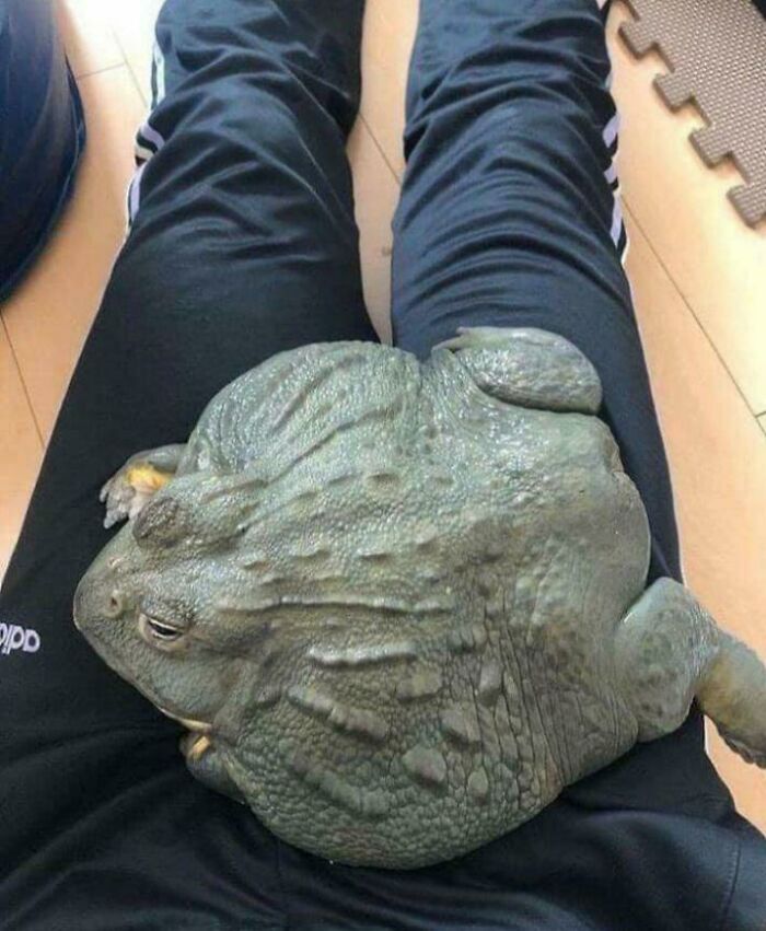 Large toad resting on a person's lap, showing the surprising scale of animals with human for scale comparison.