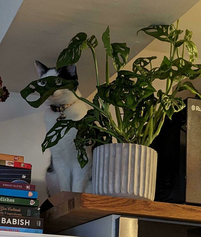 Cat blending seamlessly into the background behind a plant with large cut-out leaves on a wooden shelf indoors.