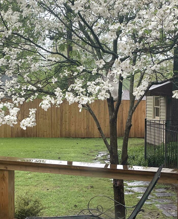 Cat blending into the background perched on a tree with white blossoms in a backyard with green grass and wooden fence.