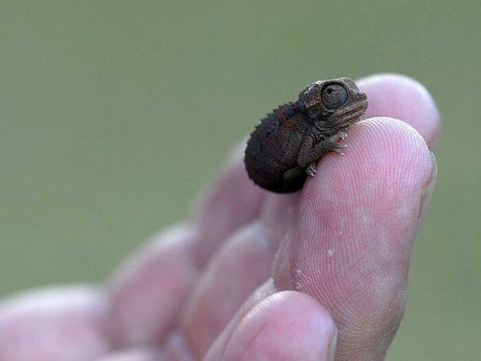 Tiny baby chameleon perched on a person's fingertip, demonstrating human for scale with a blurred green background.