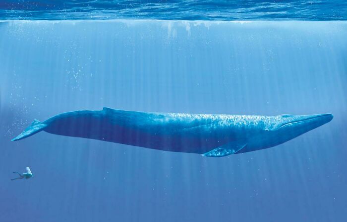 A human for scale swims near a massive blue whale underwater, highlighting the surprising scale of ocean creatures.