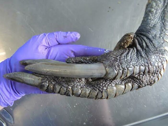 A gloved human hand holding a giant reptile claw to show the human for scale comparison.