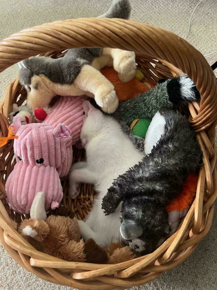 White cat blending in while sleeping among plush toys in a wicker basket, showcasing perfect cat camouflage.