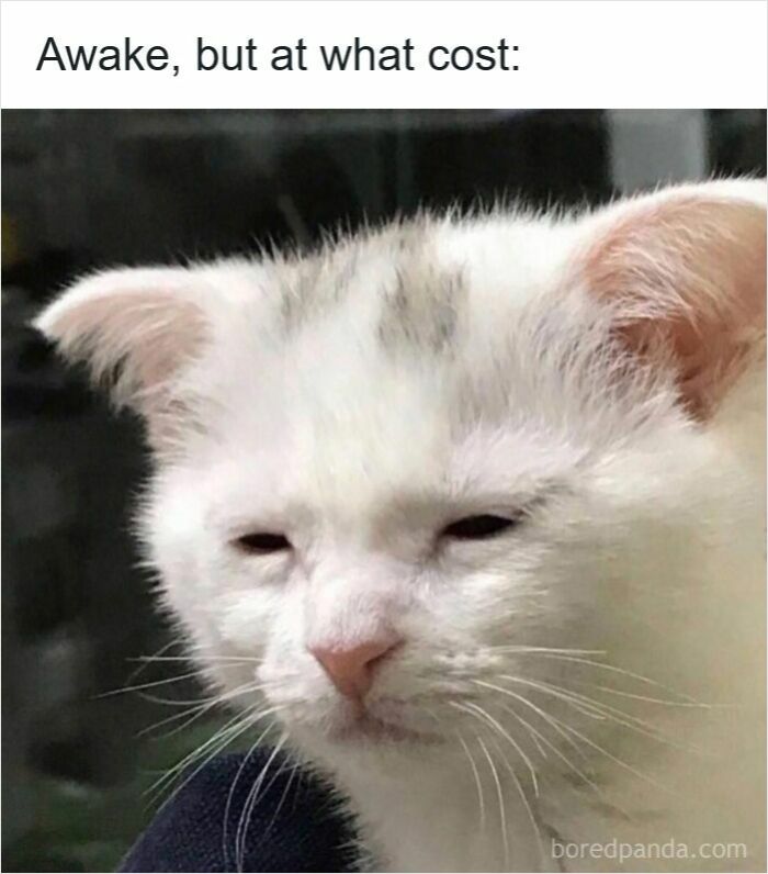 Tired white cat with sleepy eyes, representing the feeling of insomnia and a brain that won’t cooperate.