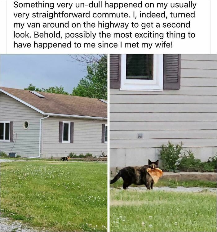 Two cats outside a house on grass, one carrying a loaf of bread in its mouth, showcasing mischievous cat behavior.