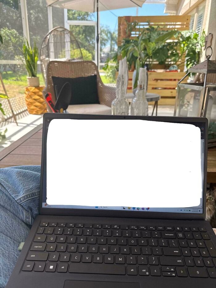 Cat seamlessly merged into the background peeking from behind a laptop on a cozy porch with plants and furniture.