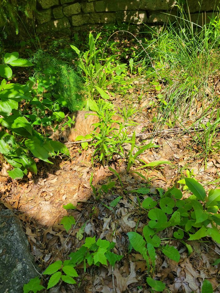 Tabby cat blending seamlessly into leafy forest ground with green plants and dried leaves in natural sunlight.