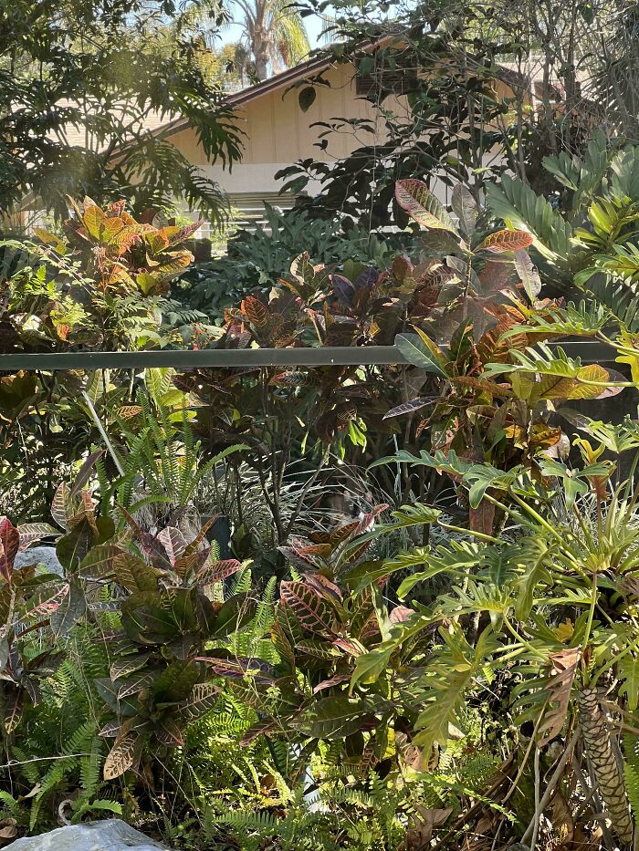 Cat seamlessly merged into the background among leafy plants and foliage blending perfectly with the surroundings in natural light.