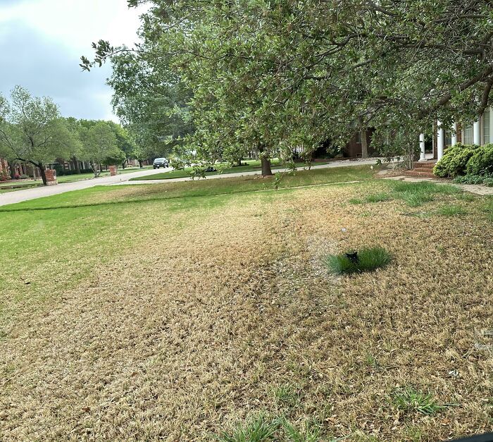 Black cat blending perfectly with grass and shadows in a suburban yard, showcasing cats seamlessly merged into the background.