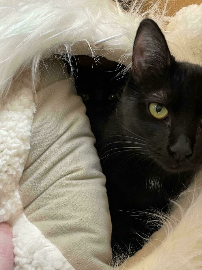 Black cat blending into dark shadows inside a cozy white and beige soft blanket, showcasing seamless cat background merging.