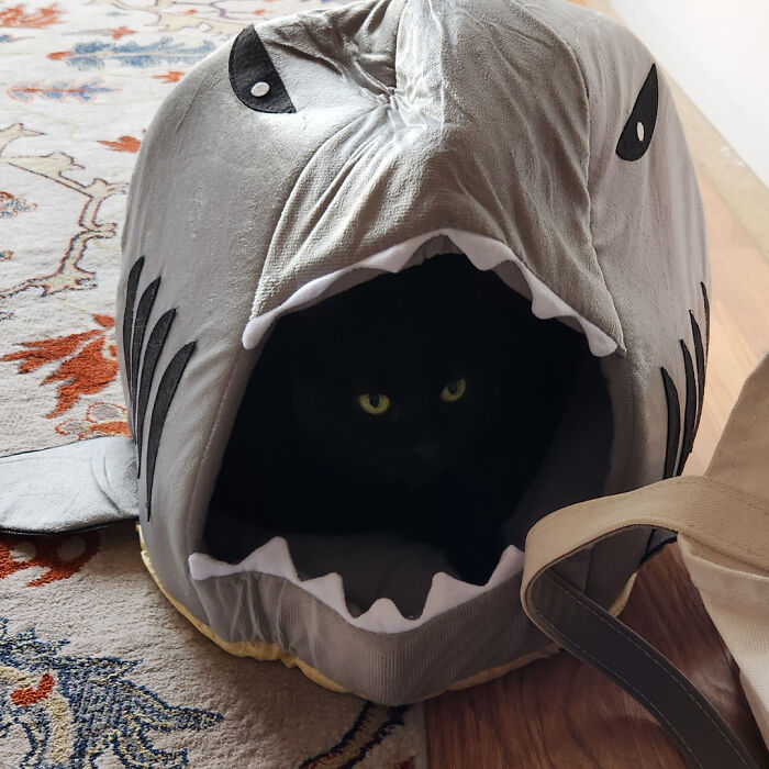 Black cat blending into the dark interior of a shark-shaped cat bed, showcasing seamless cat camouflage in a home setting.
