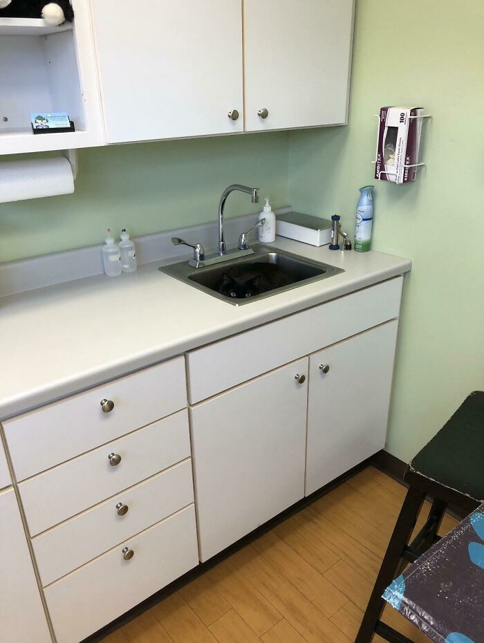 Black cat blending into the dark sink in a light-colored kitchen, showcasing cats seamlessly merged into the background.
