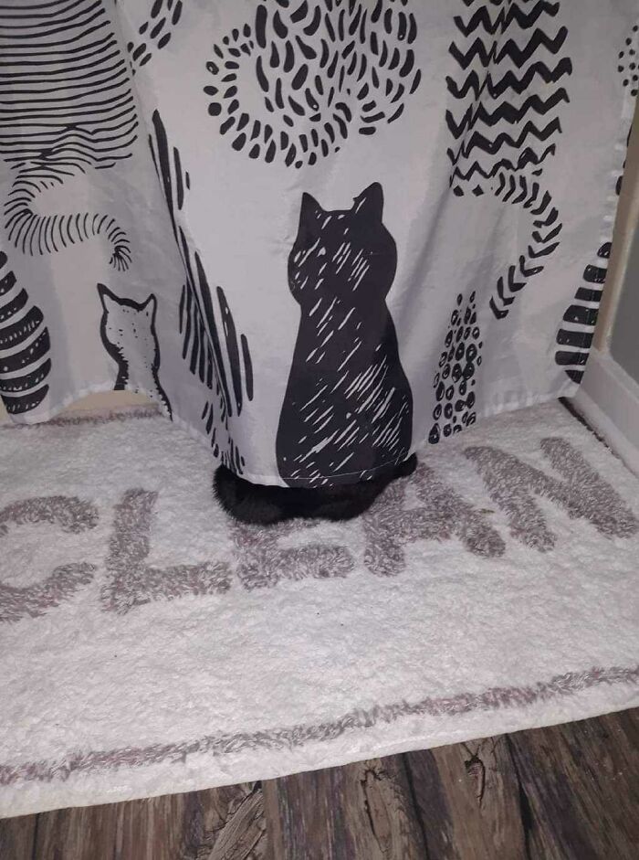 Black cat blending into a cat print curtain and a textured rug with the word cat, showcasing seamless cat camouflage.