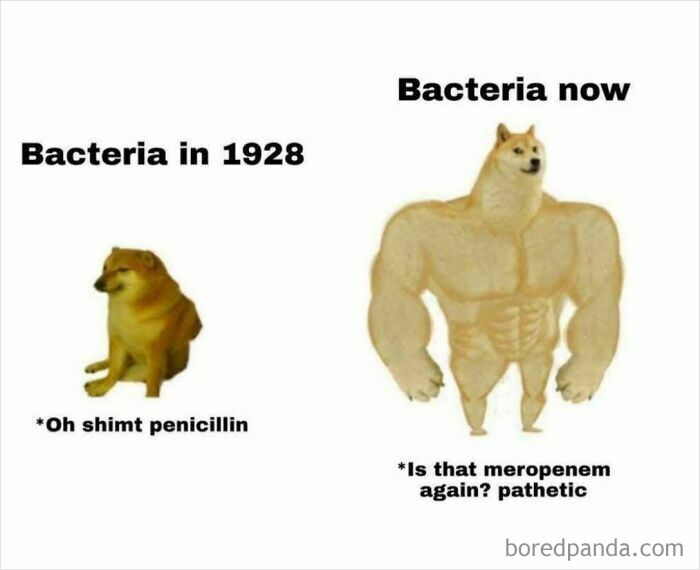 Comparison meme showing weak bacteria in 1928 versus strong bacteria now, highlighting struggles in medicine with antibiotics.