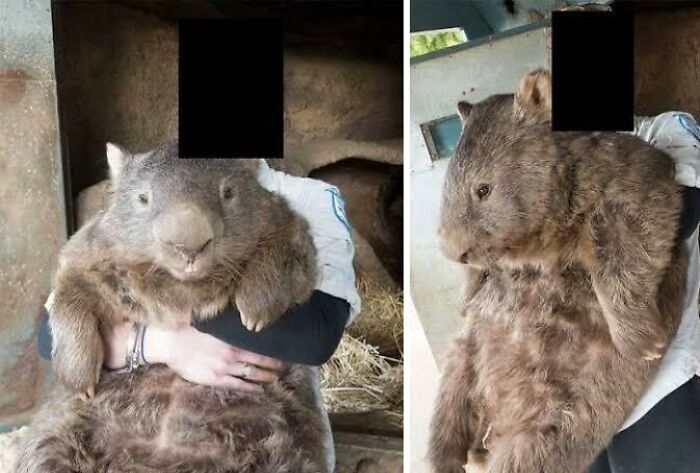 Person holding a very large wombat, demonstrating human for scale with the unusual size of the animal.