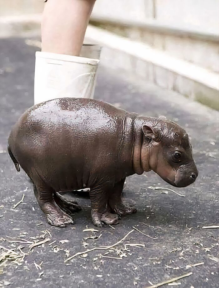 Baby hippo standing next to a human for scale, showing the unusual size comparison between the animal and a person.