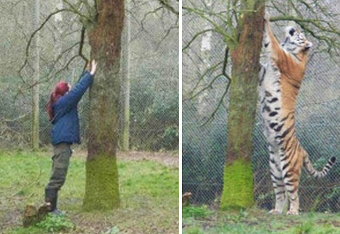 A human and a tiger both reaching up a tree, showing human for scale comparison of the tiger's height.