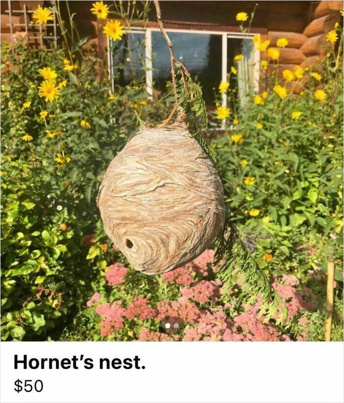 Hornet’s nest hanging outdoors in a garden among flowers, an example of unhinged things people thought they could sell online.