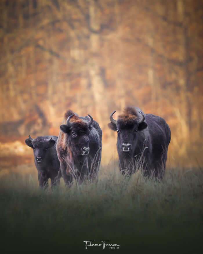 Three bison standing in tall grass with autumn forest background, showcasing respect for nature in stunning wildlife photography.