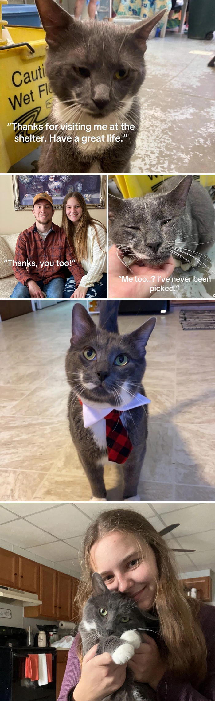 Various adoption pics showing a gray cat’s journey from shelter to loving home, illustrating heartwarming adoption moments.