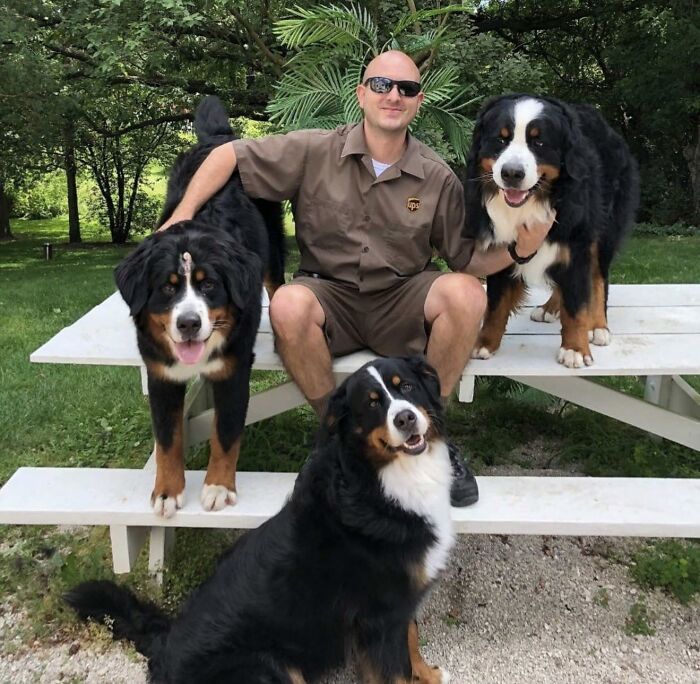 UPS driver wearing uniform and sunglasses with three large adorable Bernese Mountain Dogs outdoors on a picnic table.