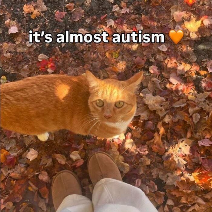 Orange cat with an immaculate aura surrounded by autumn leaves, viewed from above near brown shoes on the ground.