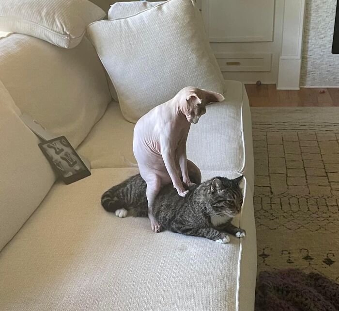 Two adorable cats on a beige couch, one naked Sphynx cat standing on the back of a relaxed tabby cat.