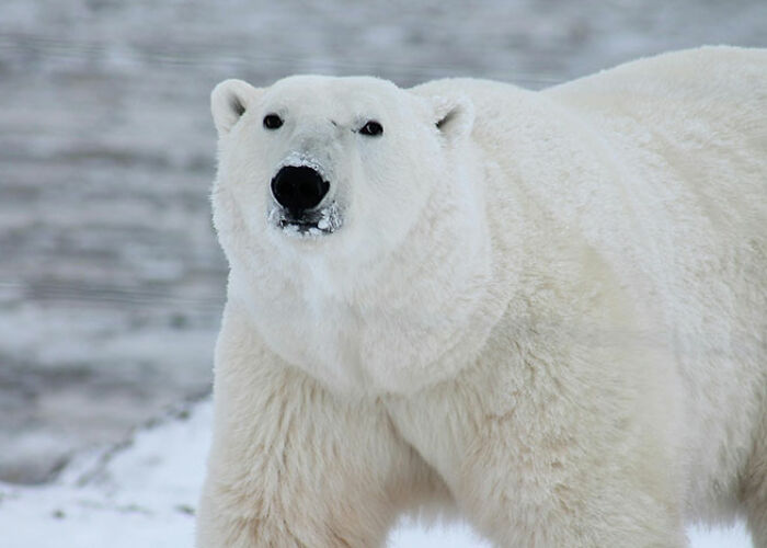 Polar bear standing near icy water, showcasing one of the surprising animal facts that are both creepy and cool.