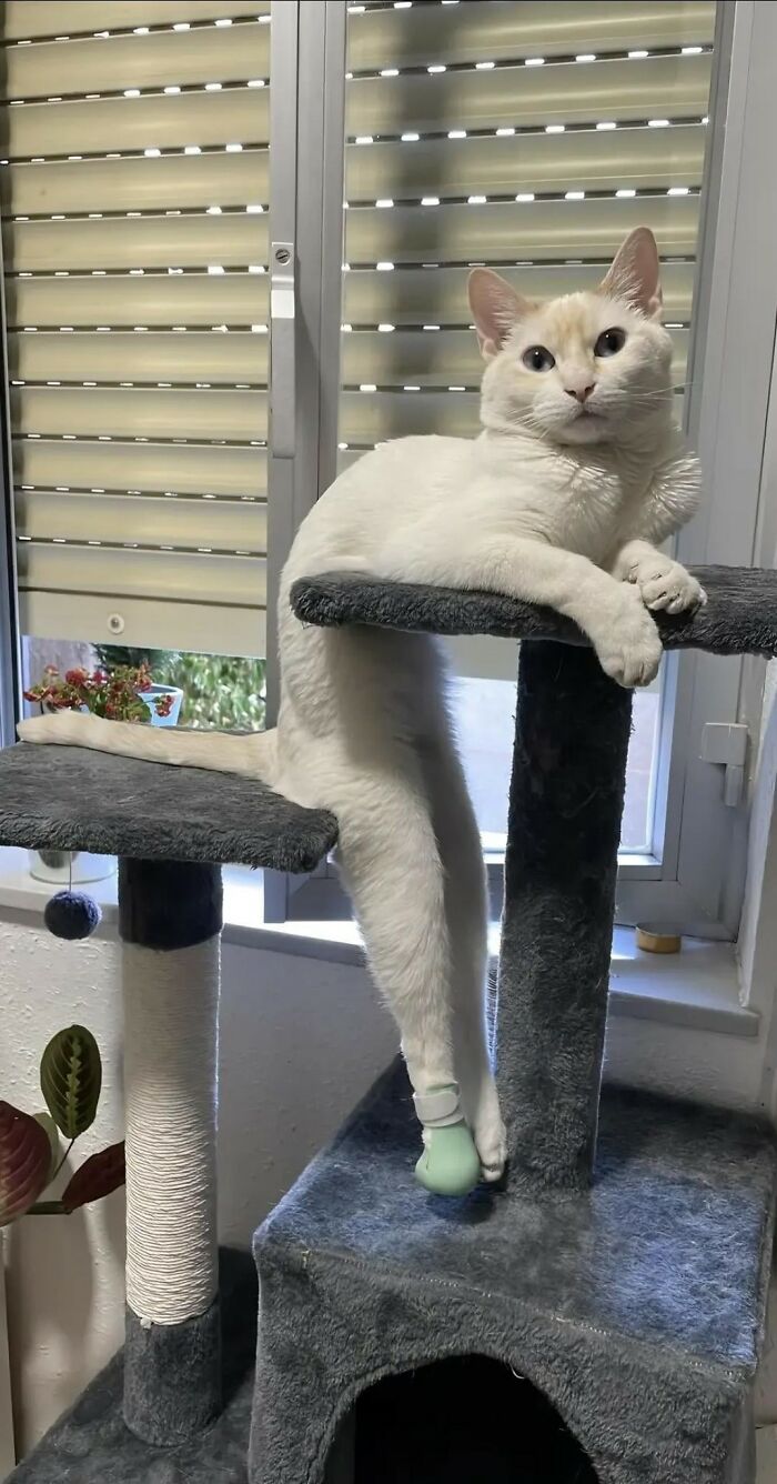 White cat with a protective boot on its leg lounging on a gray cat tree inside a sunlit room with a window backdrop.