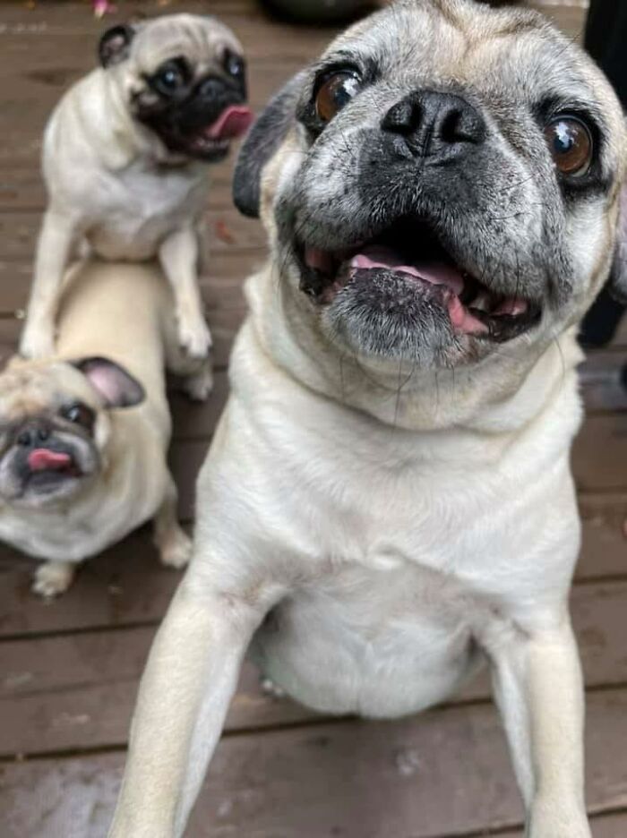 Three adorable pugs interacting on a wooden deck, showcasing pets UPS drivers met during their deliveries.