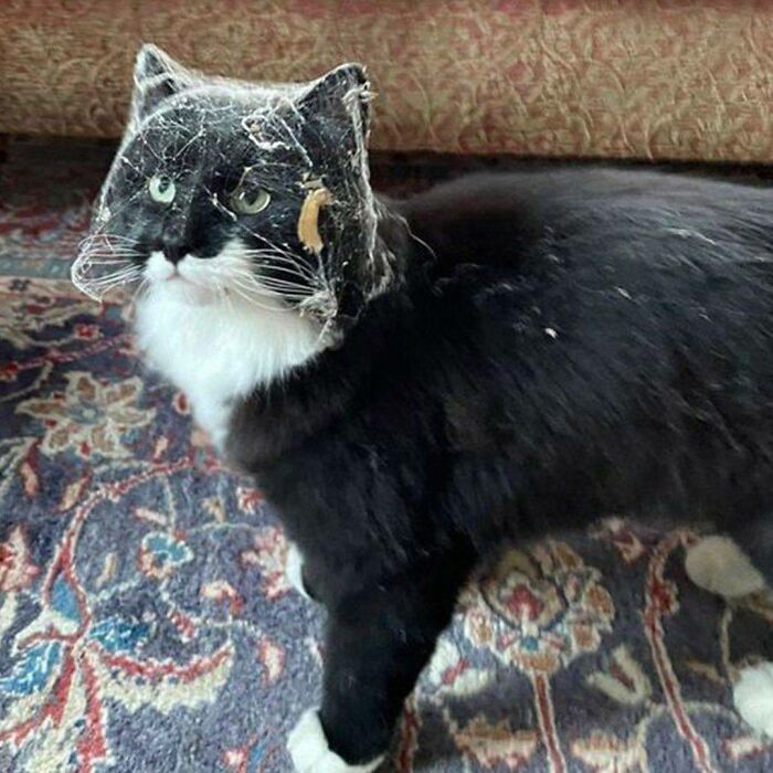 Black and white adorable cat with cobwebs on its face, standing on a patterned rug, showcasing top-tier work charm.