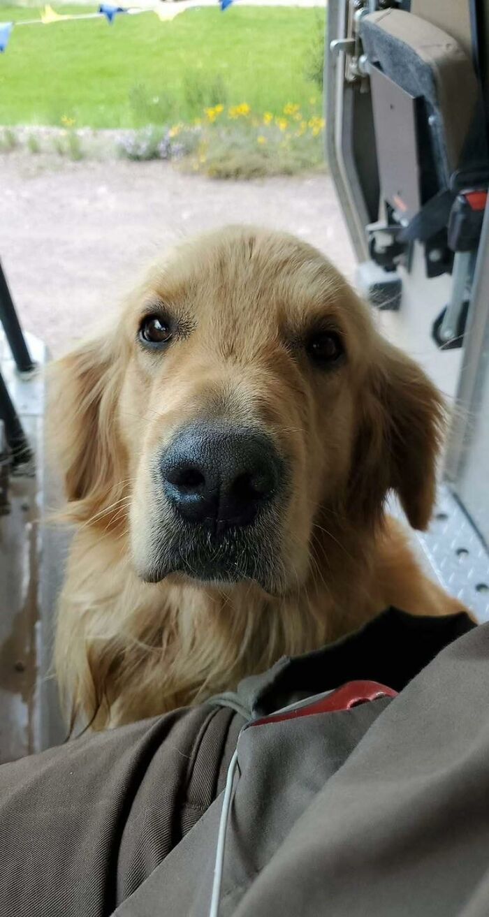 Golden retriever meeting a UPS driver inside a delivery truck, showcasing adorable pets encountered by UPS drivers.