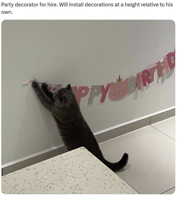 Gray cat stretching to hang party decorations on a wall, showcasing adorable cats with top-tier work skills.