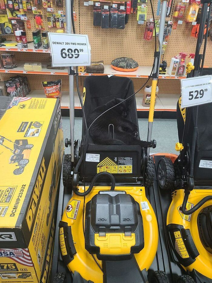 Black cat resting inside a yellow DeWalt lawn mower at a store, showcasing adorable cats in unique work settings.