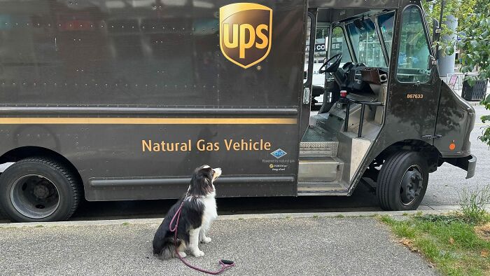 UPS driver’s natural gas delivery truck parked on street with an adorable dog sitting patiently on leash nearby